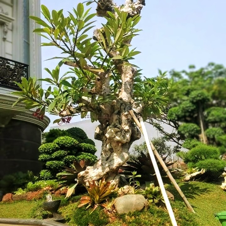 layanan jasa taman jogja